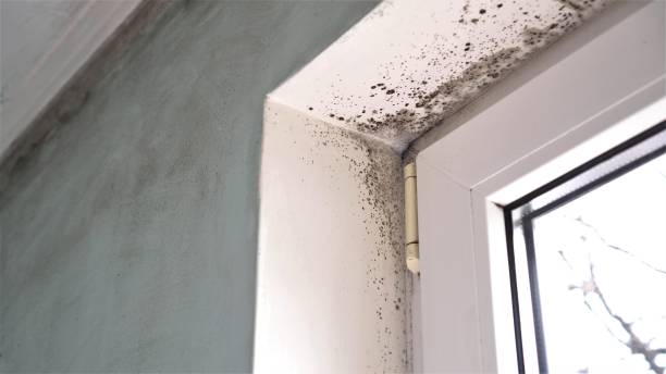 Best Attic Mold Removal  in Traverse City, MI