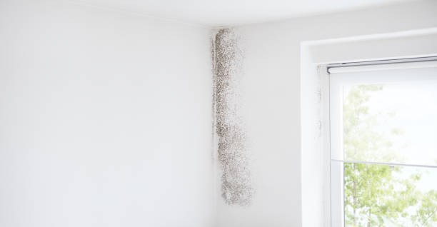 Best Mold Removal for HVAC Installations  in Traverse City, MI