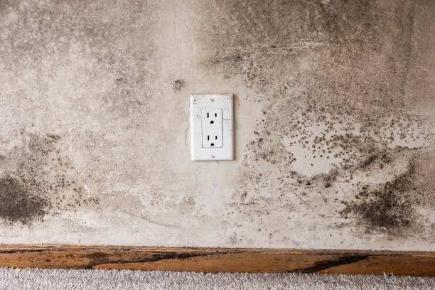 Best Water Damage & Mold Remediation  in Traverse City, MI