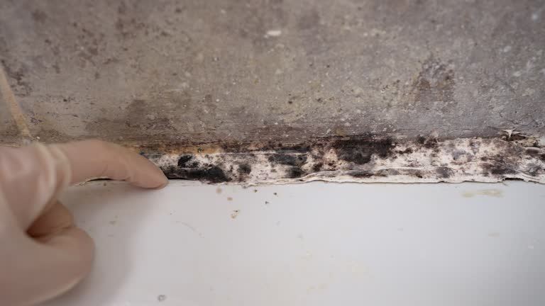 Trusted Traverse City, MI Mold Removal Experts